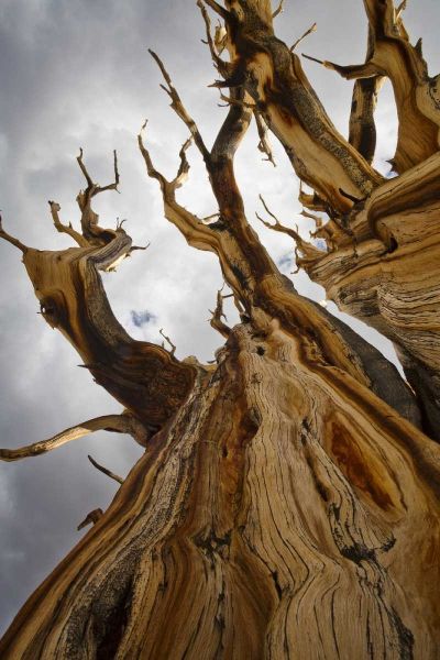 CA, Inyo NF  Ancient Bristlecone Pine Forest